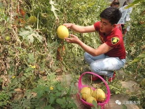 融合觀光體驗與農品產銷 東河區農業產業升級之路